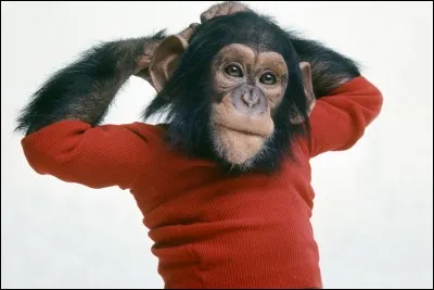 Dans lequel de ces trois films pouvez-vous voir l'animal de la photo ?