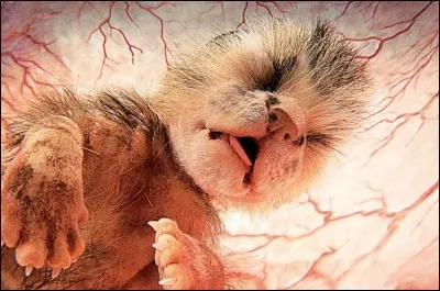 Il est dans le ventre de sa mère, identifiez-le !