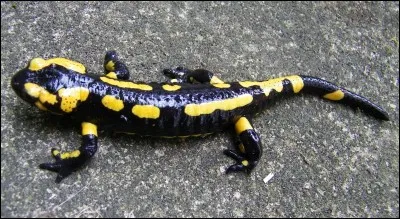 Quel roi français avait cet animal comme emblème ?