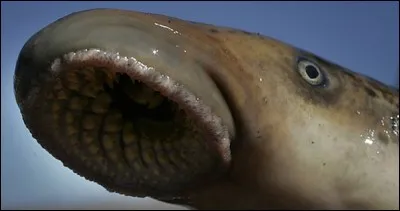 Il existe plusieurs recettes pour préparer cet animal, afin qu'il fasse honneur à la table, la plus connue est sans contexte ...