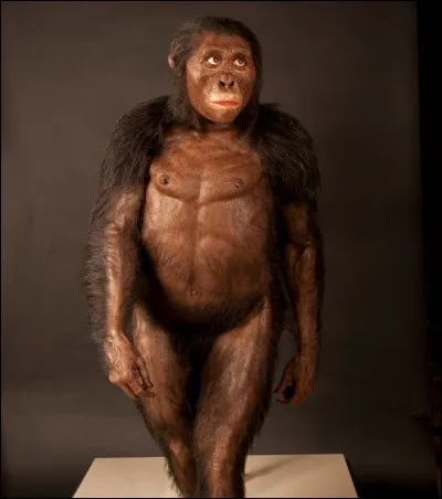 Le plus vieux squelette humain découvert en Ethiopie aurait 4,4 millions d'années, les scientifiques l'ont surnommé ...