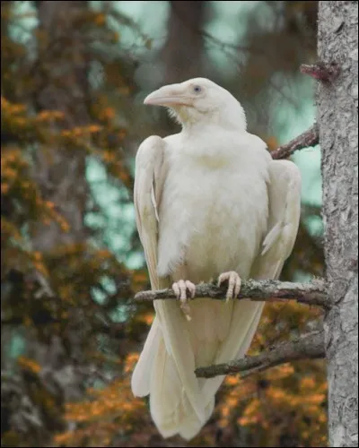 À quel Dieu appartient cet animal qui surprit l'infidèle Coronis et son amant terrestre Ischys ?