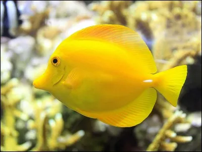 Quel est ton animal marin préféré ?