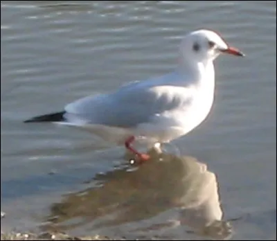 Quel est ton animal volant préféré ?