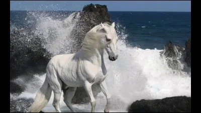 À quelle allure va ce cheval ?