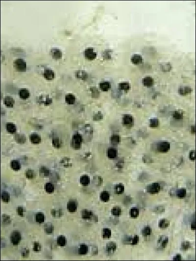 Quel ovipare mâle a un organe servant à l'incubation de sa progéniture jusqu'à maturité?