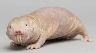 Quel est une des nombreuses particularités du rat taupe nu vivant en Afrique ? (mis à part qu'il a aussi gagné le concours de l'animal le plus laid du monde)