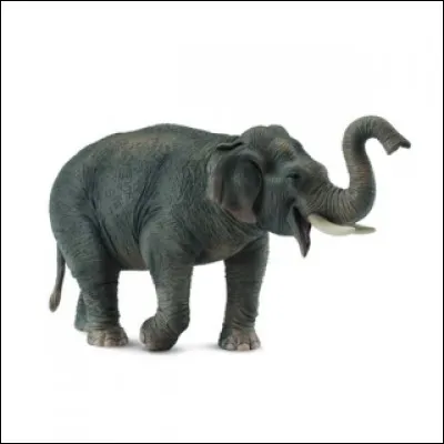 Quelle particularité a l'éléphant?