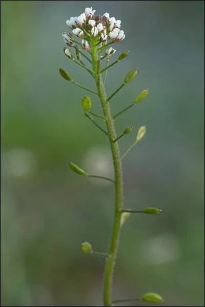 La drave des murailles poussent sur des terrains...