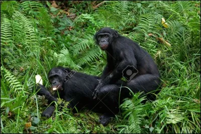 Qui est all&eacute; au Congo ?