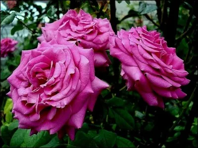 Lors de quelle bataille débute "La Chartreuse de Parme" ?