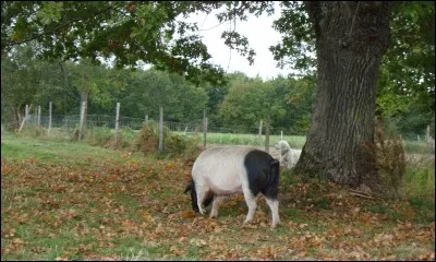 Que sont les culs-noirs du Limousin ?