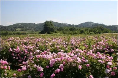 Quelle est la seule fleur poussant de manière naturelle à Grasse ?
