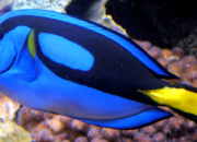 Quiz Les poissons d'aquarium n1