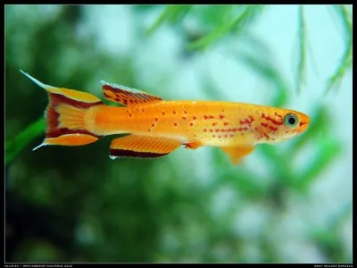 Comment se nomme cette espèce de poisson d'aquarium ?