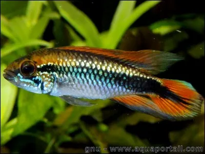 Comment se nomme cette espèce de poisson d'aquarium ?