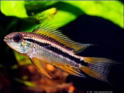 Comment se nomme cette espèce de poisson d'aquarium ?