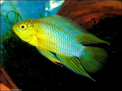 Comment se nomme cette espèce de poisson d'aquarium?