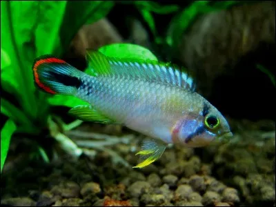 Comment se nomme cette espèce de poisson d'aquarium ?