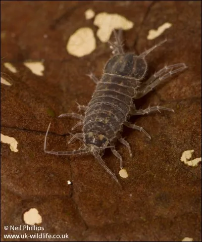 Comment se nomme cette espèce de poisson d'aquarium ?