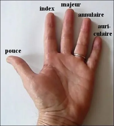 Le quatrième doigt de la main se nomme l'annulaire. Comment traduire celui-ci en anglais ?