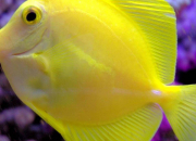 Quiz Les poissons d'aquarium n2