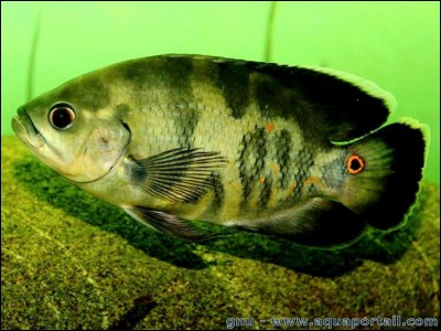 Comment se nomme cette espèce de poisson d'aquarium ?