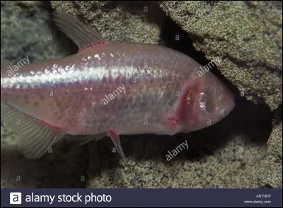 Comment se nomme cette espèce de poisson d'aquarium ?