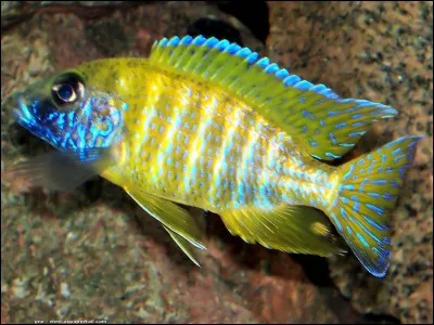 Comment se nomme cette espèce de poisson d'aquarium ?