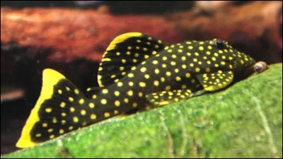 Comment se nomme cette espèce de poisson d'aquarium ?