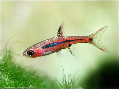 Comment se nomme cette espèce de poisson d'aquarium ?