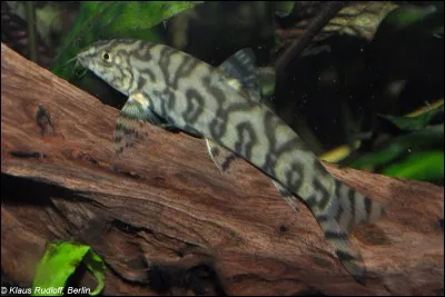 Comment se nomme cette espèce de poisson d'aquarium ?