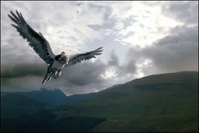 Dans HP 6, comment Hagrid renomme-t-il Buck ?