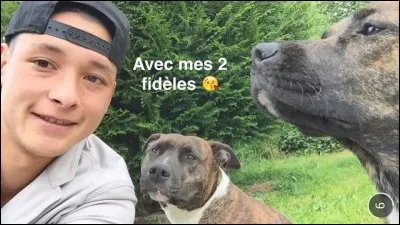 Comment se nomment les deux chiens de Toy sur cette photo ?