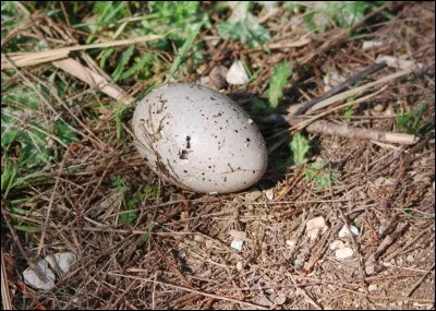 Quel est cet �uf ?