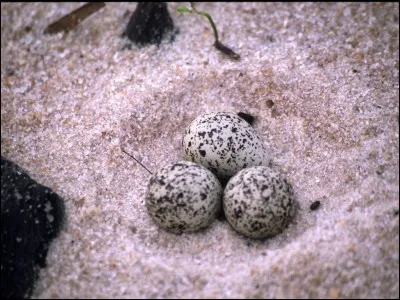 Quel est cet �uf ?