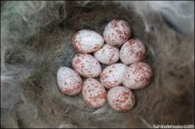 Quel est cet �uf ?