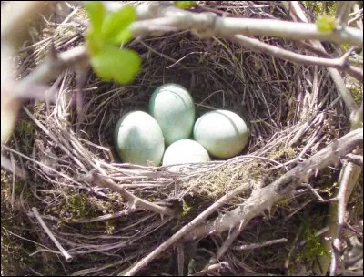 Quel est cet �uf ?