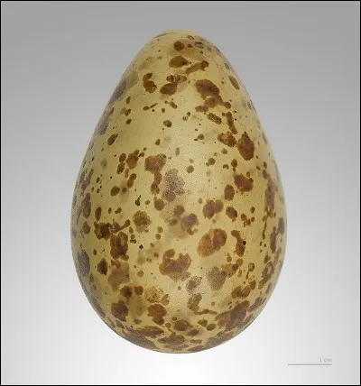 Quel est cet �uf ?