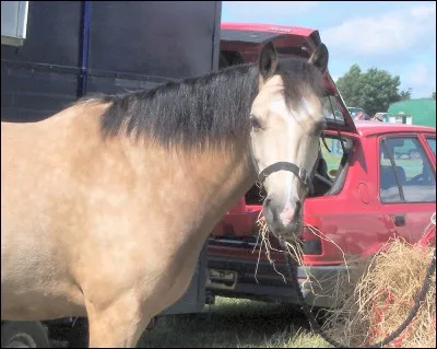 C'est bon, tu as ton cheval en main, mais à cet instant, une petite fille te demande de quelle couleur est ton cheval. Quelle est-elle ?