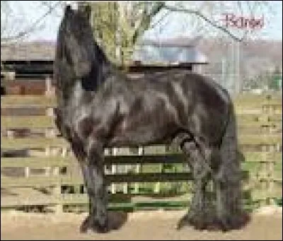 À quoi sert cette race de chevaux ?