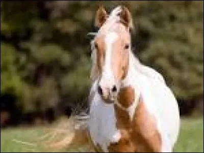 Quelle est la robe de ce cheval ?