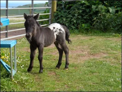 Quelle est cette robe ?