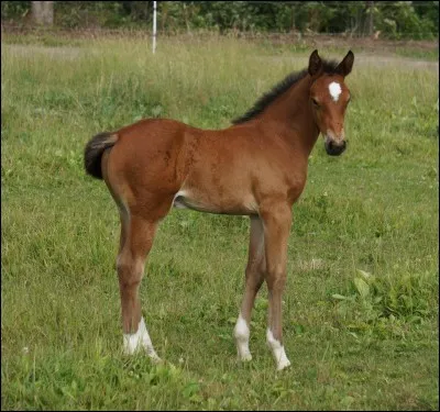 Quelle est cette robe ?