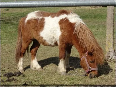 Quelle est cette robe ?