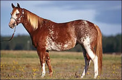 Quelle est cette robe ?