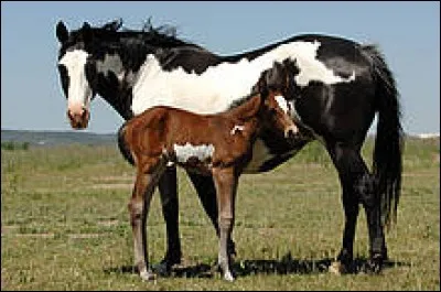 Quelle est cette robe ?