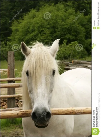 Quelle est sa robe ?