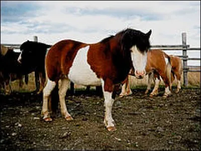 Quelle est cette robe ?