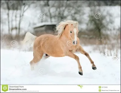 Quelle est cette robe ?